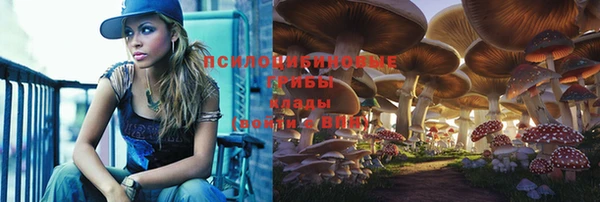 прущие грибы Переславль-Залесский